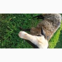 Продам вівцю з ягням