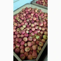 Продам яблука