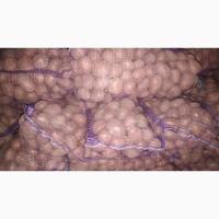 Продам посадочный картофель ручной переборки: коломбо, виннета