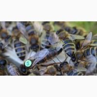 Неплідні бджоломатки