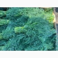 Продам укроп і петрушку