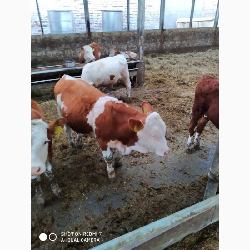 Фото 2. Срочно продам от производителя коровы. На экспорт и по Украине от 100 голов