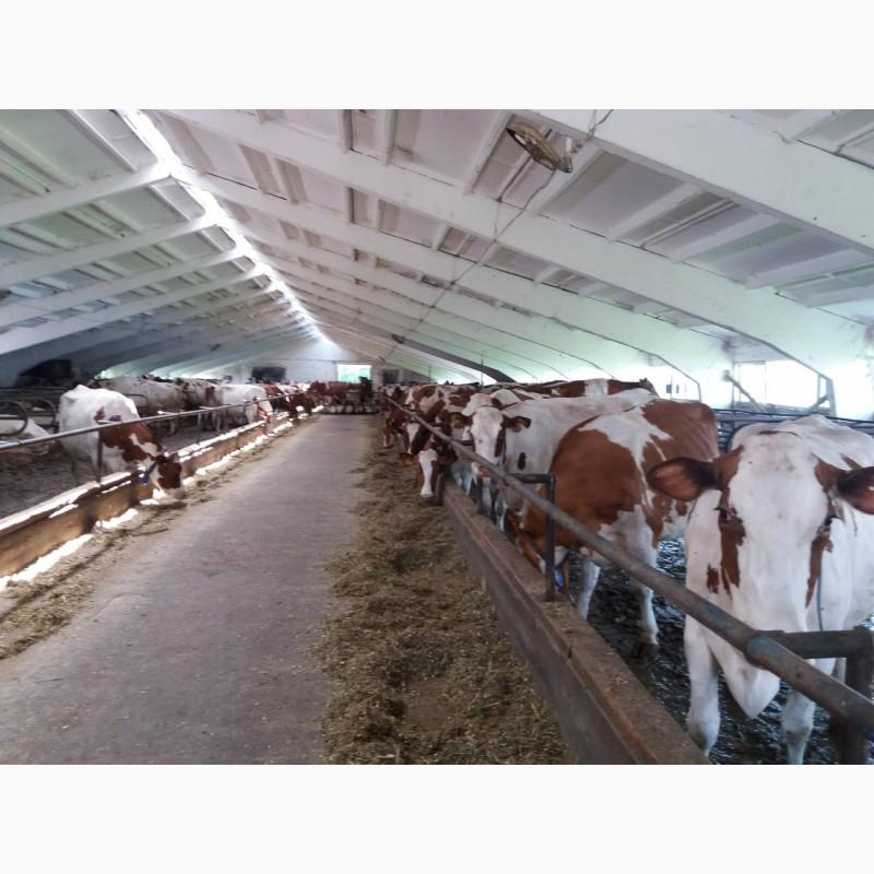 Фото 5. Срочно продам от производителя коровы. На экспорт и по Украине от 100 голов