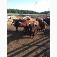 Срочно продам от производителя коровы. На экспорт и по Украине от 100 голов