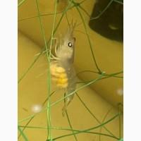 Продам велику креветку та мальок Мікробрахіум Розенберга