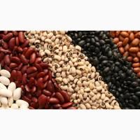 Купуємо на переробку квасолю різних сортів