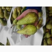 Продам грушу Конференцию
