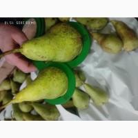 Продам грушу Конференцию