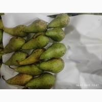 Продам грушу Конференцию