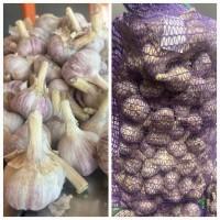 Продам часник