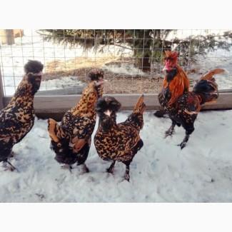 Інкубаційне яйце та курчата. Павлівська золото, срібло. Птиця