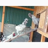 Інкубаційне яйце та курчата. Павлівська золото, срібло. Птиця