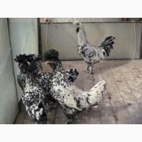 Інкубаційне яйце та курчата. Павлівська золото, срібло. Птиця