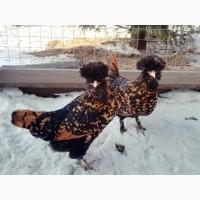 Інкубаційне яйце та курчата. Павлівська золото, срібло. Птиця