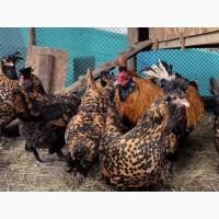 Інкубаційне яйце та курчата. Павлівська золото, срібло. Птиця