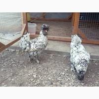 Інкубаційне яйце та курчата. Павлівська золото, срібло. Птиця