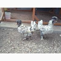 Інкубаційне яйце та курчата. Павлівська золото, срібло. Птиця