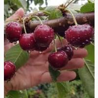 Поставка вишні від населення Київщина | 2025 | Поставка 20–40 т/день