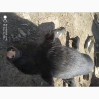 Продам в*єтнамські свині