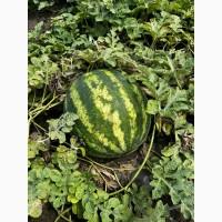 Продам кавун сорт продюсер
