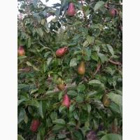 Продам грушу талгарку