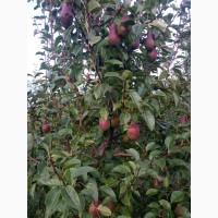 Продам грушу талгарку