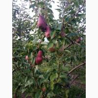 Продам грушу талгарку