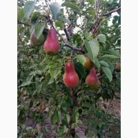 Продам грушу талгарку