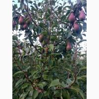 Продам грушу талгарку