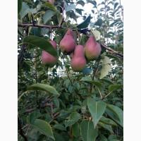 Продам грушу талгарку