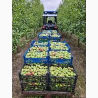 Продам грушу талгарку