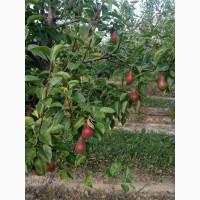 Продам грушу талгарку