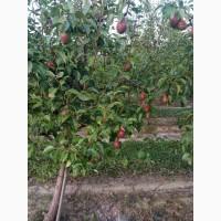 Продам грушу талгарку