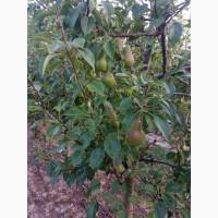 Продам грушу талгарку