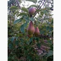 Продам грушу талгарку