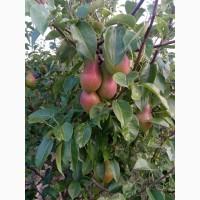 Продам грушу талгарку