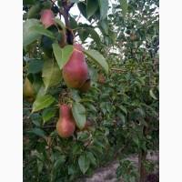 Продам грушу талгарку