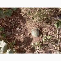 Продам гарбуз