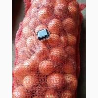 Продам золоту цибулю сорту Дерек. Крупний опт від 10 тонн