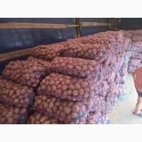 Продам картошку нескольких сортов хорошего качества объёмы есть