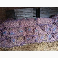 Продам товарну картоплю