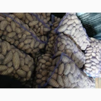 Продам товарну картоплю, сорти гранада і еволюшн