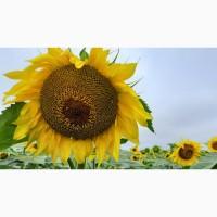 Насіння соняшнику гібрид ФЛЕШ (стандарт, екстра, екстра плюс) Agro Seme 2024 рік гранстар