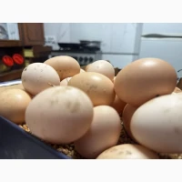 Продам домашні курячі яйця