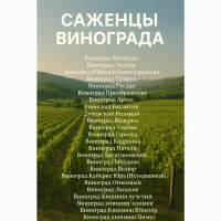 Саджанці винограду тільки найкращі світові сорти. Великий вибір сортів