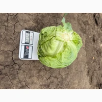 Продам молодую капусту