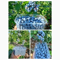 Купую ягоди лохини