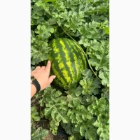 Продам кавун з поля Карістан