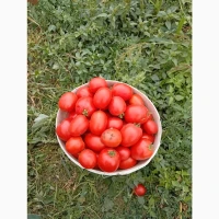 Продам помідор сорт галілея