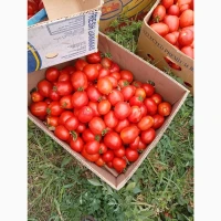 Продам помідор сорт галілея